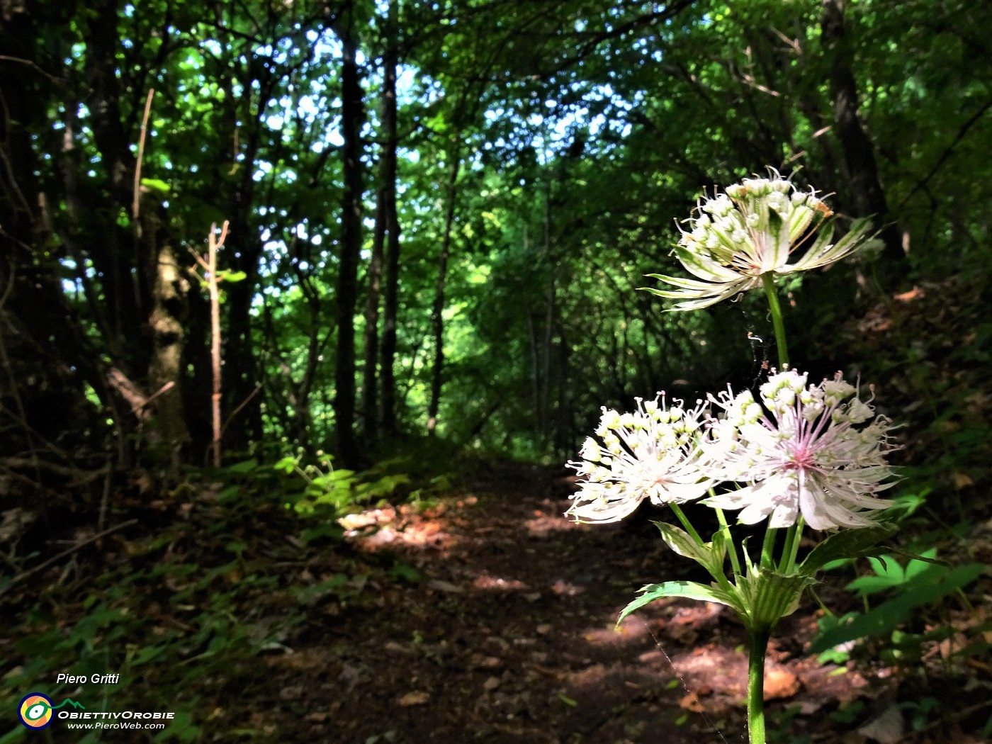 43 Astrantia major (Astranzia maggiore).JPG